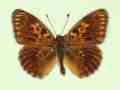 Argynnis aglaja male (aberrant form viridiatra) (Internet Image property of respective owner, non-commercial use only)